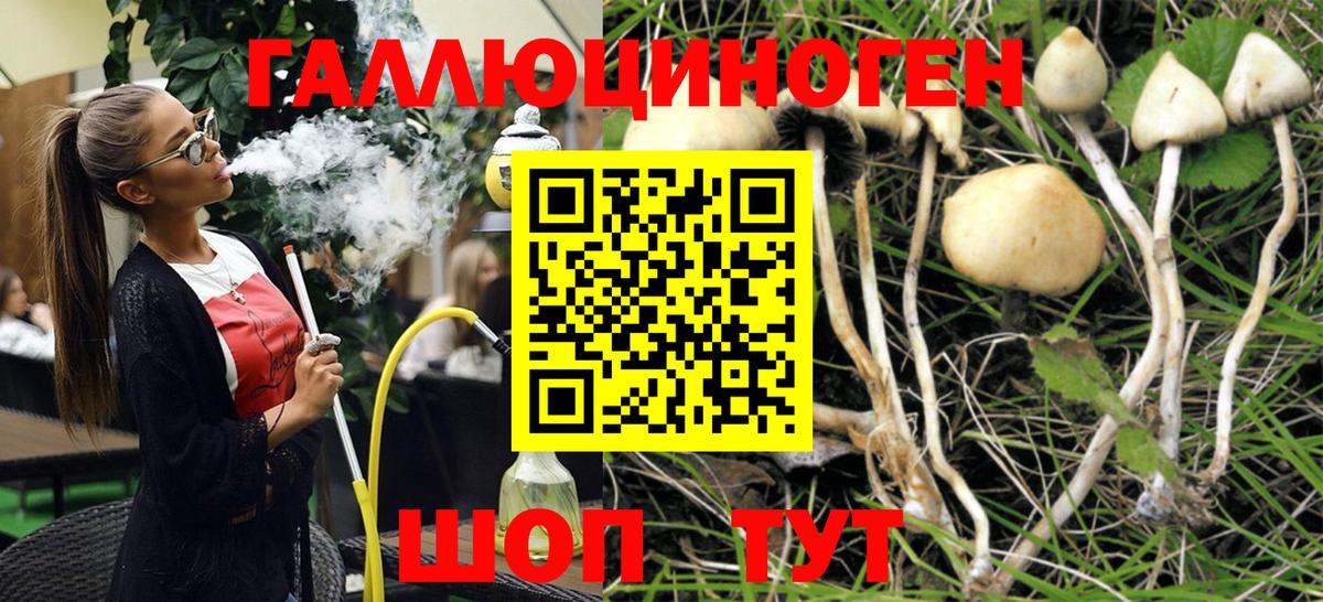 Керчь  Псилоцибиновые грибы Cubensis  где продают   Вход с VPN 